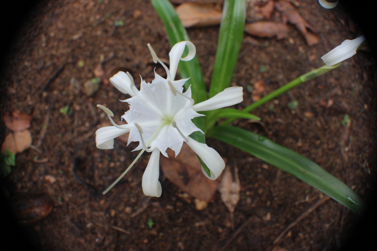 Pancratium zeylanicum L.